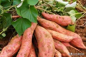 保存红薯有妙招，牢记“1不2要”，放半年不烂不发芽，越放越甜图片