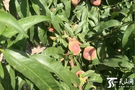 十二师104团桃子熟了图片