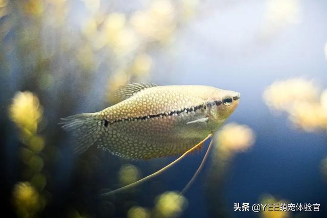 为什么鱼的鱼鳞会竖起来