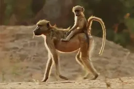 非洲野狗围攻狒狒，母狒狒为保幼崽与豺展开搏斗，最后被活活咬死图片