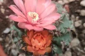 仙人球绯花玉，烂根先别扔，这么一处理，放土上就长根图片