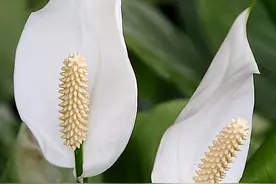 不会养白掌？“教你4招”，从此枝叶繁盛，花骨朵蹭蹭冒图片