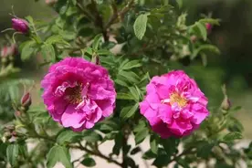 还在傻傻分不清楚玫瑰、月季、蔷薇？一文教你识别图片