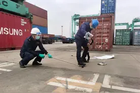 海关截获4米长眼镜王蛇，在货柜箱中一个多月，它是怎么存活的？图片