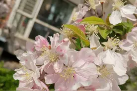 花儿们竞相开放，姹紫嫣红  |  努力的妆扮着春天图片