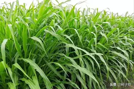 关于墨西哥玉米草，如何轻轻松松达到30吨？栽培技术一定要收藏图片