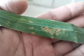大蒜发生锈病，哪些药剂能快速治好？三种高效农药值得考虑！图片