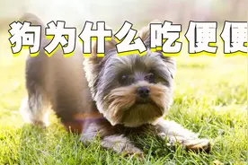 狗为什么吃屎？除了身体原因，还可能是主人逼的视频封面