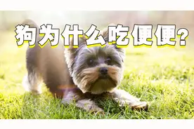 狗为什么吃屎？除了身体原因，还可能是主人逼的视频封面