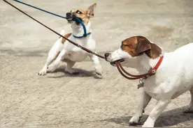 狗狗为什么爱咬牵引绳？4个最常见的原因及解决方法图片