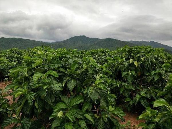 海南农业领军企业---东方嘉品源农业科技开发有限公司