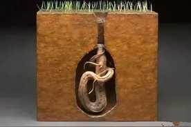 非洲肺鱼的“哭泣”：深藏地下5年不吃不喝，却被挖到濒临灭绝图片