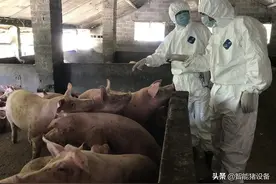 养猪场非洲猪瘟的防控措施图片