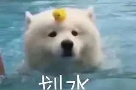 开心一刻｜你问我七夕还是一个人吗？难道我还会变成一只狗吗？图片