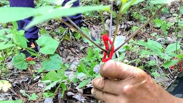 人参会跑吗野生人参真的会自己跑吗（都说人参自己会跑）