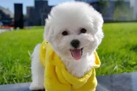 “命够长够硬”的7种小型犬，你家狗狗在吗？图片