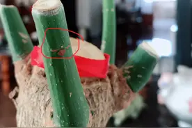 盆栽大型发财树，掌控住这4个细节，才不会黄叶又烂根图片