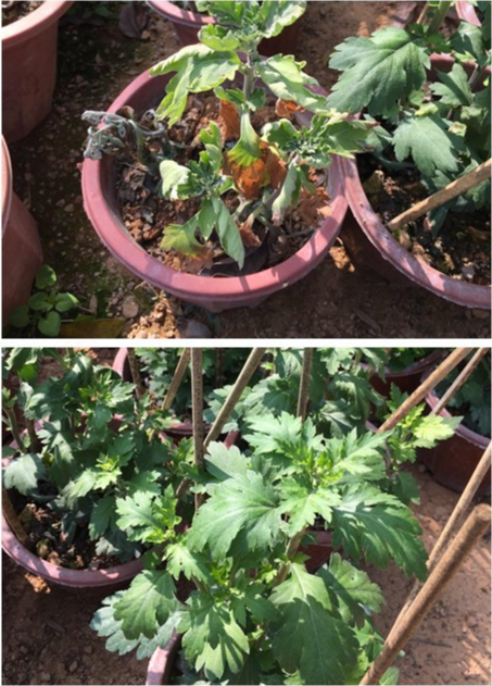 含氨基酸新型功能性生物肥：代替一切叶面肥药剂，顶替50斤复合肥