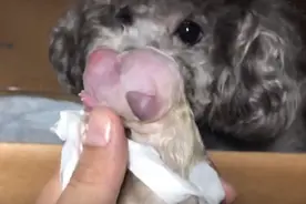 北京：隐瞒狗狗怀孕，将它送到宠物店寄养，狗狗生完两主人却失联图片