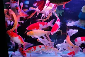 观赏鱼三五天喂一次，到底可不可以？这是养鱼退而求其次的做法图片