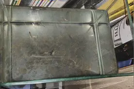 怎么判断孔雀鱼快要生鱼仔？留意三个特征，可避免母鱼吃掉鱼仔图片