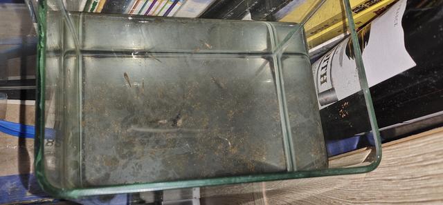 孔雀鱼生小鱼前兆（怎么判断孔雀鱼快要生鱼仔留意三个特征）