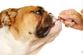 给狗狗喂药，如何一步到胃？图片