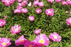 白山市浑江区百亩芍药花谷芍药花竞相开放图片