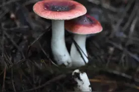 科普云南 | 奇菌滇宝· 黑紫红菇与毒菌亚稀褶红菇图片