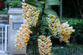 石斛开花好看，买回来的带花苞石斛盆栽怎么养能开花？图片