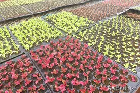 种植蔬菜选新种子好还是陈种子好？很多人选错了，难怪苗不好图片