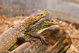 雌加州秃鹰不靠交配自己生下孩子还养活了！可窝里明明还有雄性图片