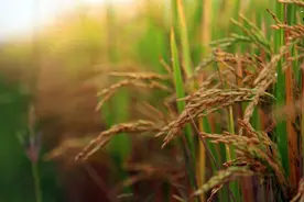 夜读 | 又到稻禾收割时图片
