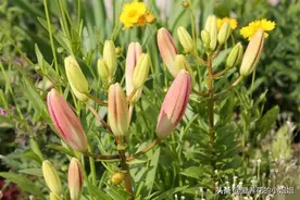 辛苦养花一年，花期时花蕾脱落太伤心了，一般是以下4种原因导致图片