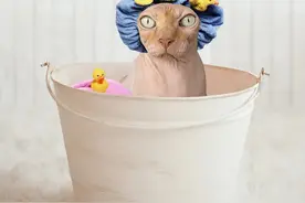 怎样科学地给猫洗澡？多久洗一次？图片