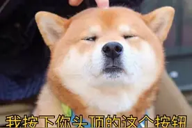 宠物到底能有多沙雕？这些简直都是沙雕界的冠军啊哈哈哈图片