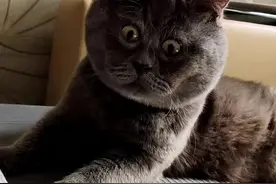 震惊脸猫猫笑翻全网，主人：别笑了，它很痛苦图片