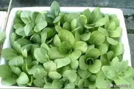 秋天吃火锅，蔬菜不用买，秋天在家种几盆，吃到腊月二十八图片