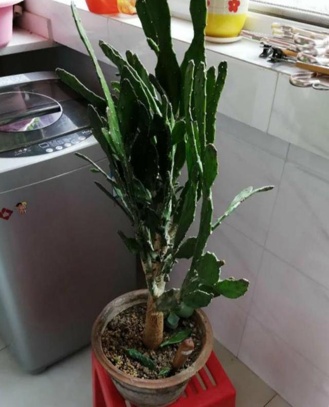 鱼鳞痣开花图片