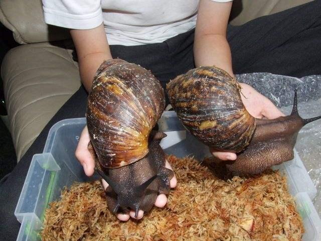 世界上最大的蜗牛(世界上最大的蜗牛长什么样子)