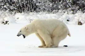 北极熊拉屎为何大吼？北极熊“便秘图”爆火，与饮食结构有关？图片