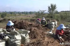 芍药丰收正当时 特色产业硕果甜图片