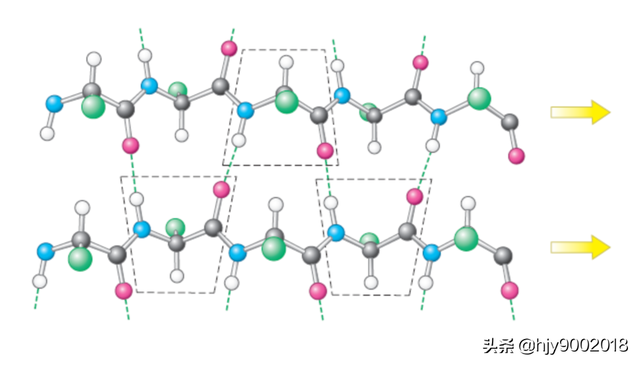 蛋白质的二级结构