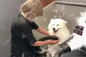 送萨摩耶去洗澡，中途不放心去看了一眼后：感觉要被拉黑了呀图片