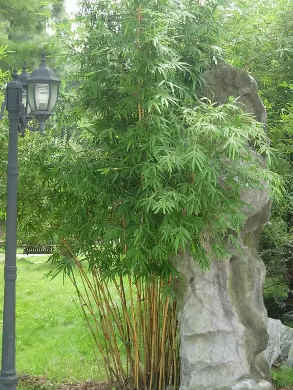 竹子有26种，详解，配图