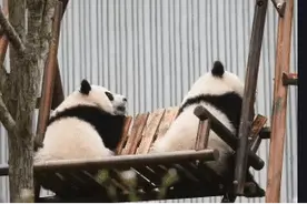 外国人到底有多喜欢大熊猫？麻烦把前两个字去掉图片