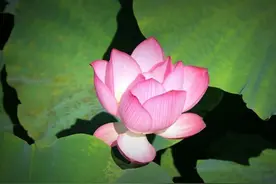 一个人不联系你，也不删除和拉黑你，往往是以下4种真相图片