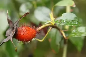 农村一种野果，人称“山鸡头子”，泡酒是一绝，常喝能养生保健图片