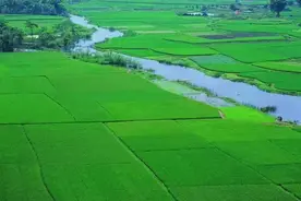 农民种植一亩水稻能赚多少钱？图片