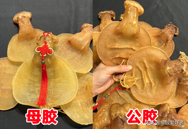 白鳘赤嘴鱼胶 2026年白鳘赤嘴鱼胶的功效